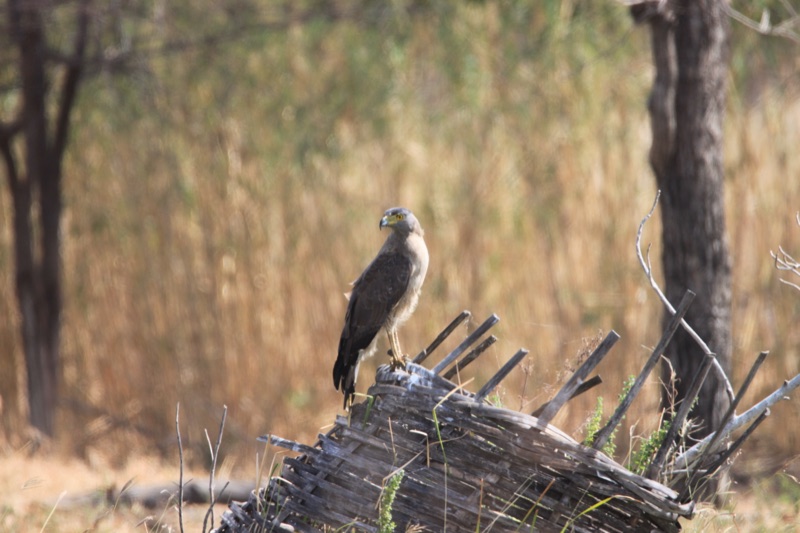 Bird of prey