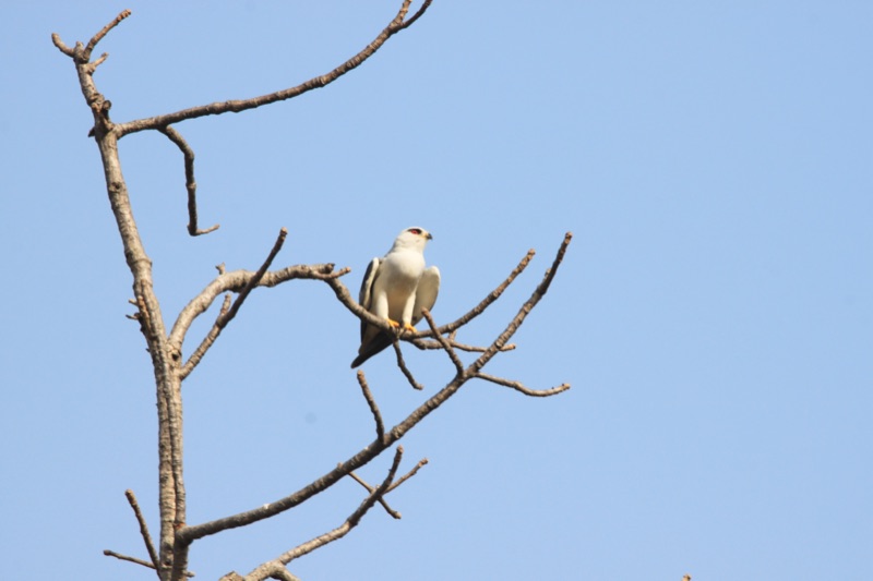 Black-winged kite