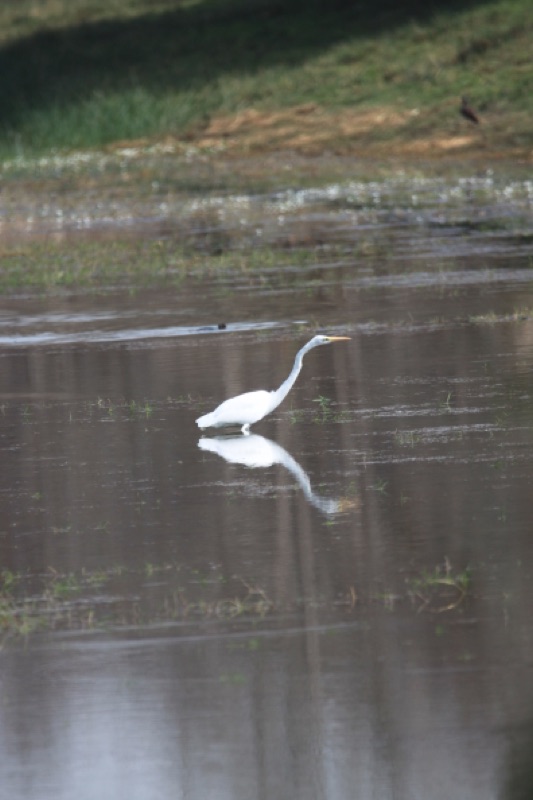 Egret