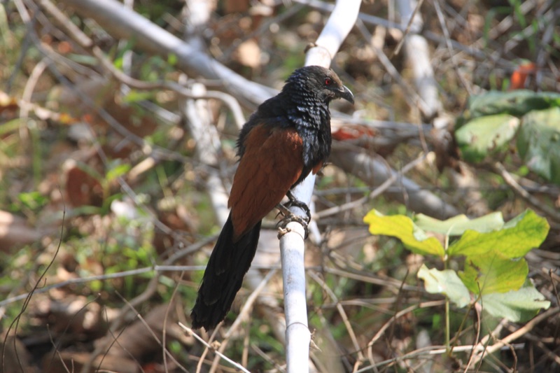 Greater coucal
