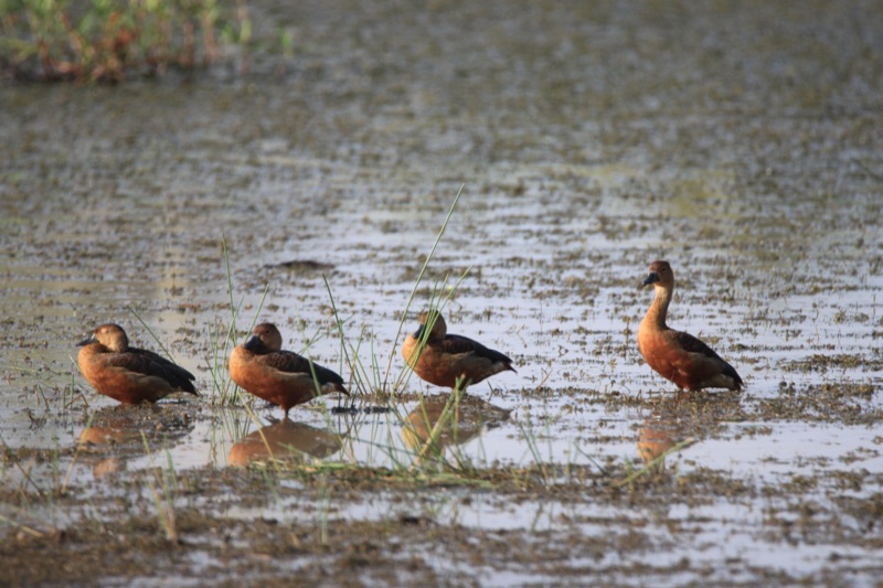 Lesser whistling duck
