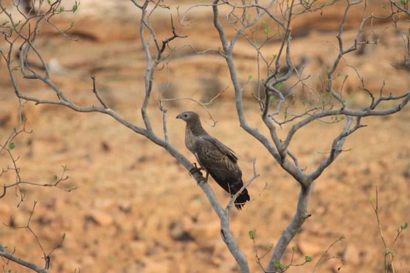 Oriental honey buzzard