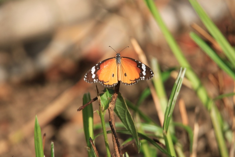 Plain tiger butterfly
