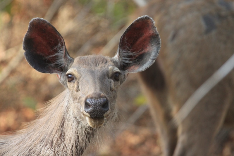 Sambar