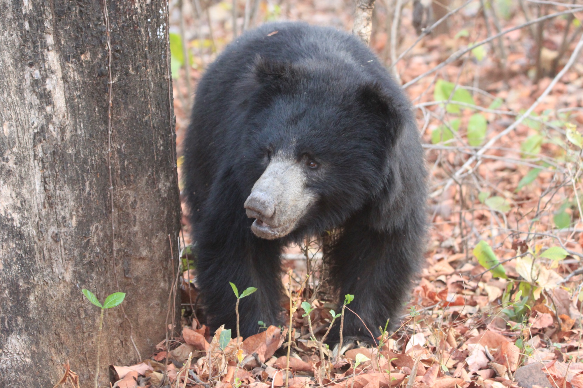 Sloth bear