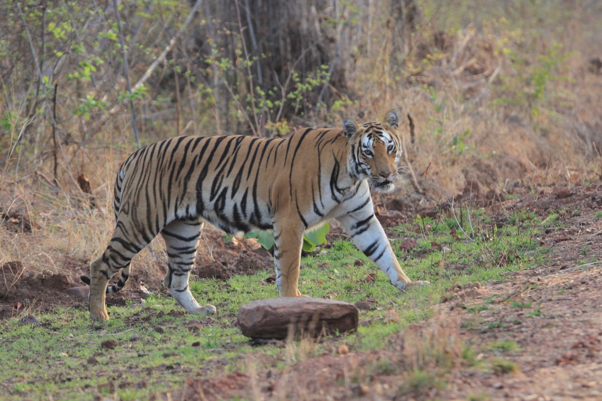 Bengal tiger