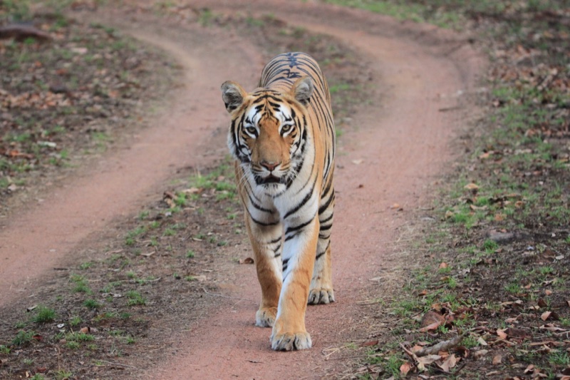 Bengal tiger