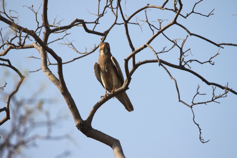 White-eyed buzzard